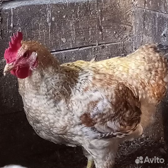 Куры и петухи