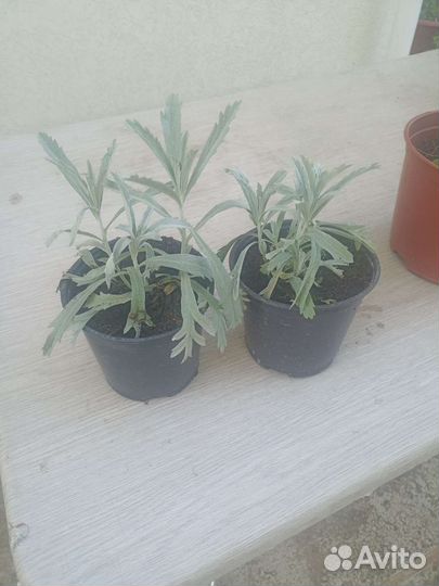 Полынь декоративная