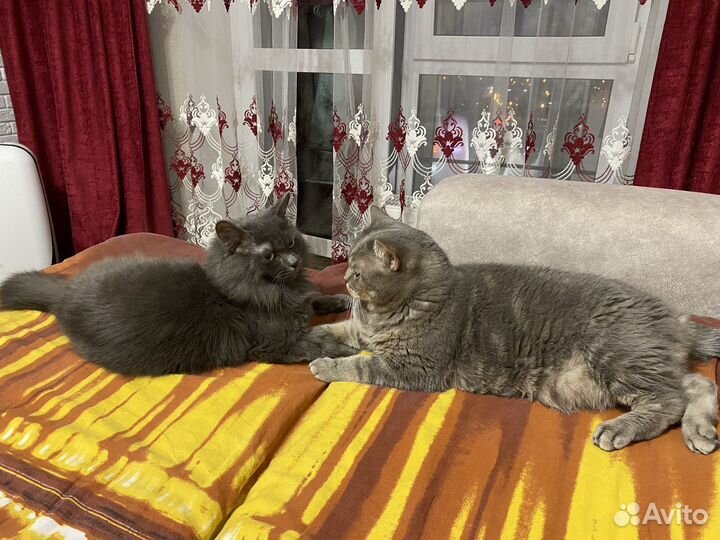 Отдам в добрые руки котов (вместе/по отдельности)