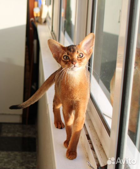 Абиссинские котята