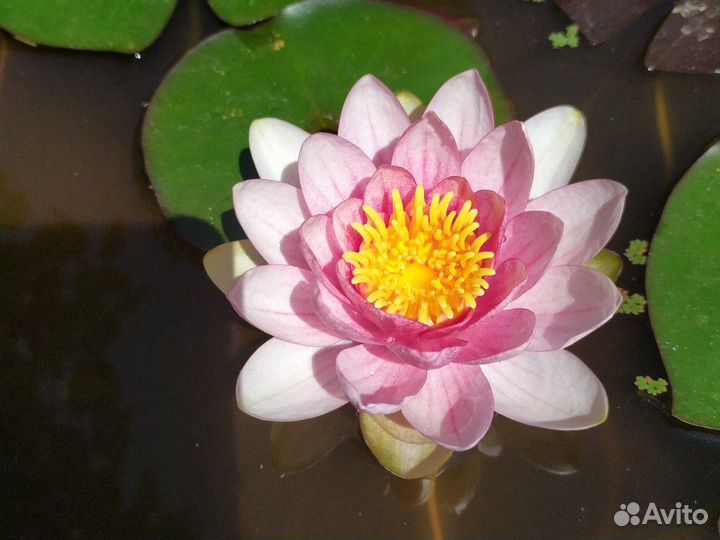 Калистегия махровая,клеродендрумы,бугенвилии