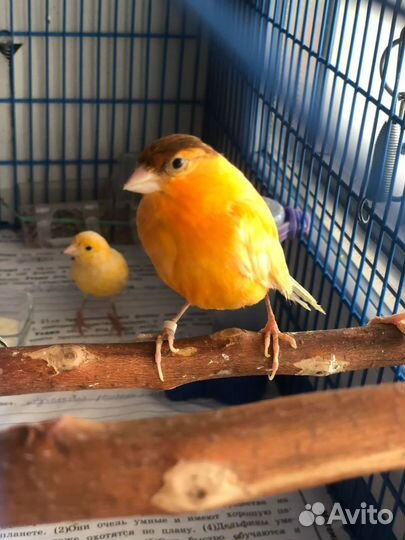 Кенар певчий