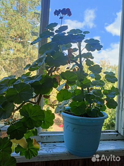 Пеларгония