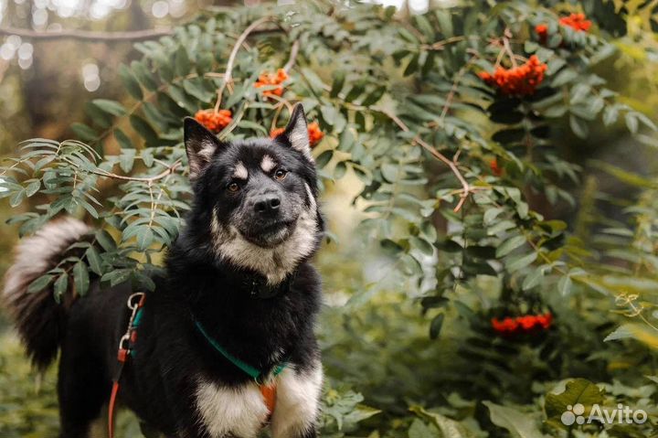 Собака в добрые руки бесплатно