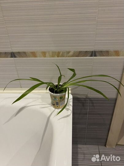 Хлорофитум