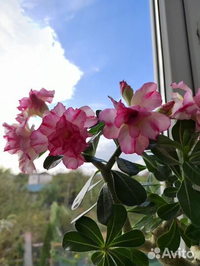 Адениум прививка