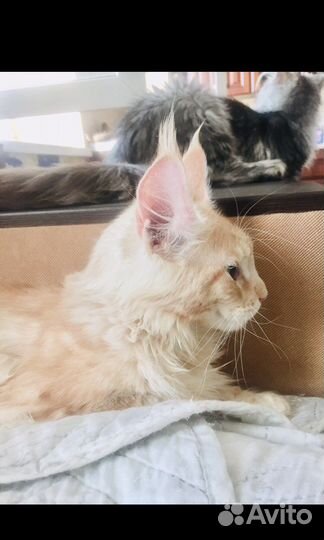 Мейнкун кот 5месяцев