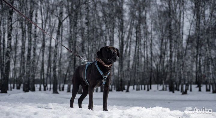 Персей готов стать лучшим другом