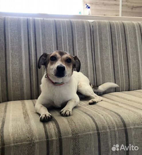 Маленькая собачка Мия 2 года ищет дом