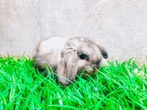 Карликовые крольчата - Большой выбор крольчат