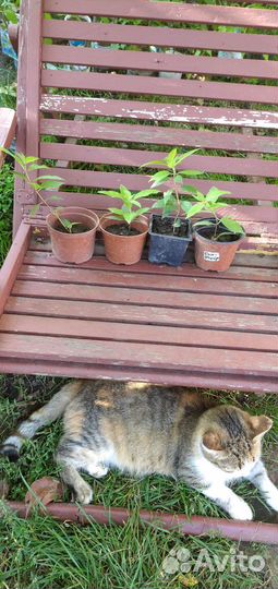 Новинки 2023 года. Гортензии бонфайр и пиксио