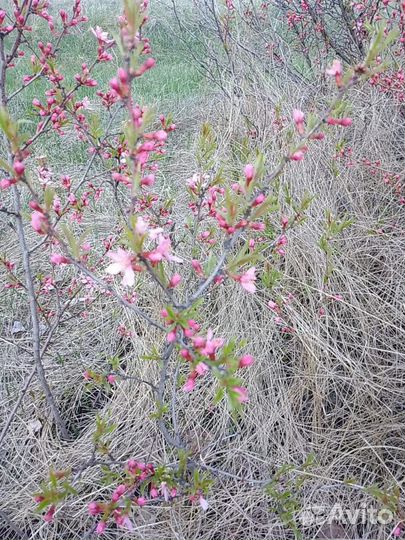 Саженцы Миндаль Миндальное дерево Барбарис