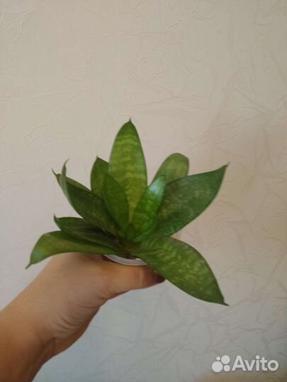 Домашние цветы