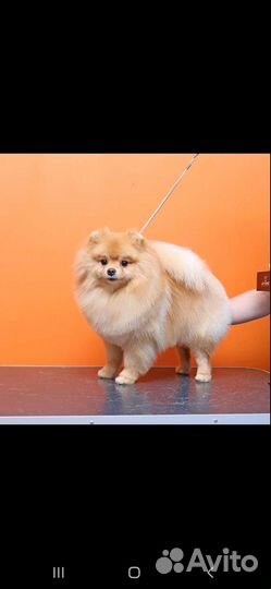 Стрижка/груминг собак и кошек на Мещере