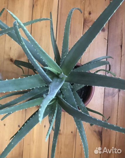 Лекарственное Алоэ