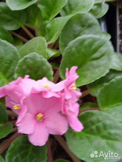 Продам цветы