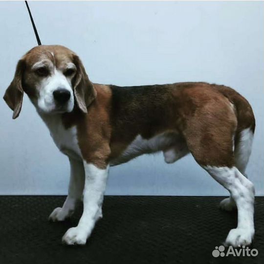 Тримминг, Экспресс линька, Вычес