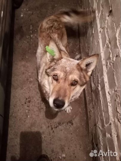 Отдам в добрые руки молодую собаку. Стерилизована