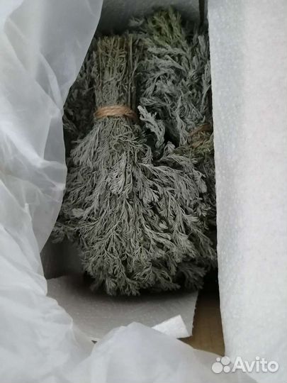 Лаванда, белая лаванда, полынь сухоцветы