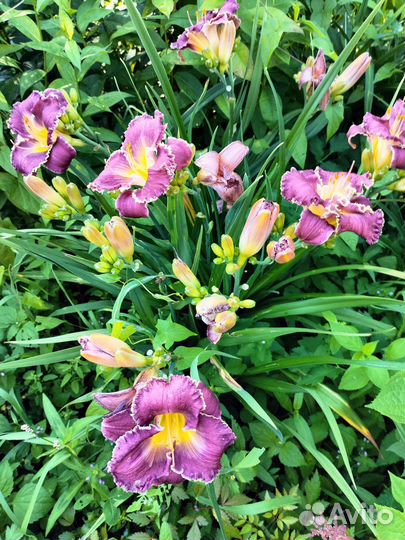 Многолетние садовые цветы