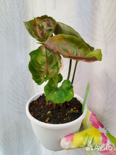 Сингониум Strawberry Ice