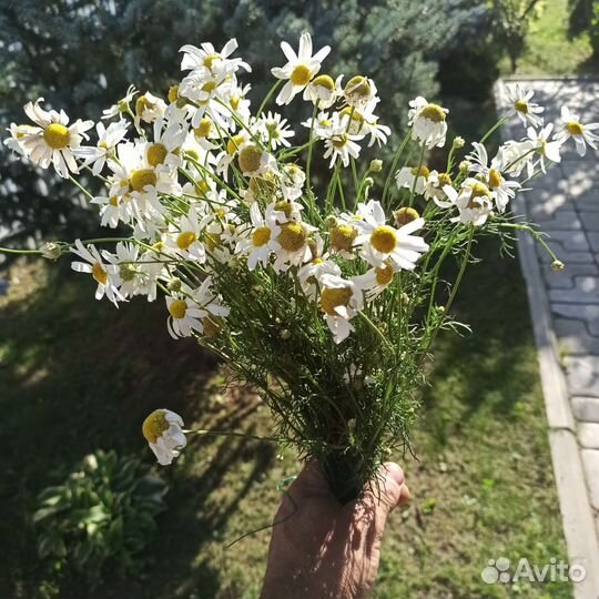 Ромашка аптечная