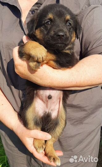 Малышок ищет дом