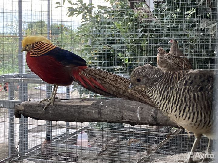 Фазан золотой,королевский,серебрян,алмазный,павлин