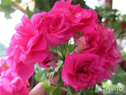 Пеларгонии плющелистные (ампельные) и королевские