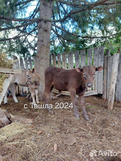 Бычок телочка