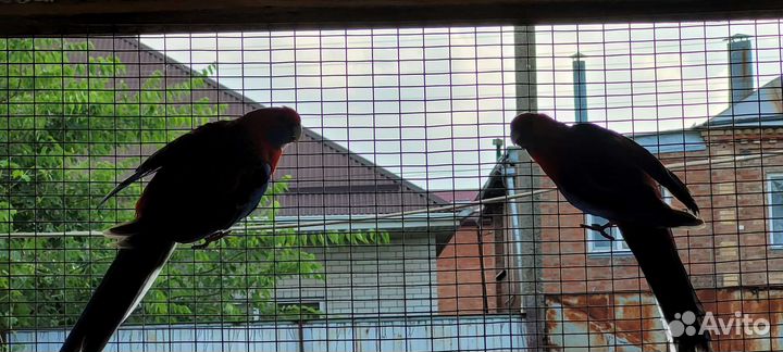 Горный попугай и другие попугаи