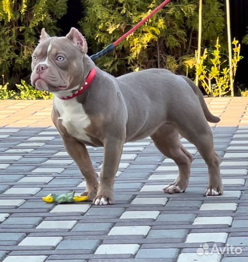Американский булли лиловая девочка