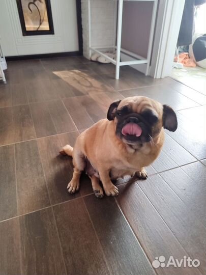 Собака мопс