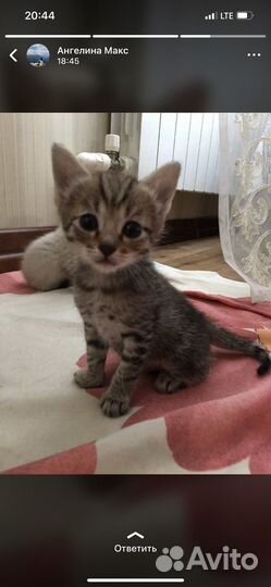 Котята в добрые руки