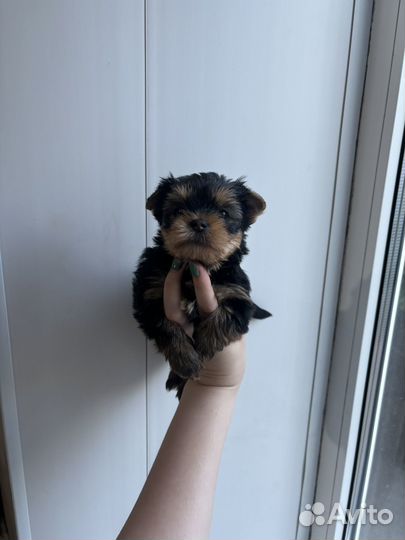 Щенки йорка