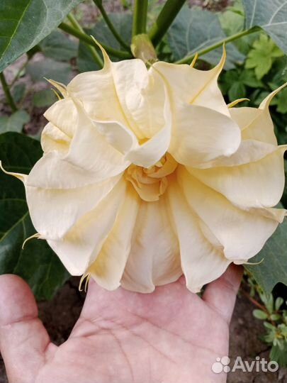 Семена монарды