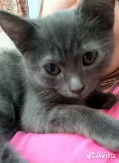 Котенок девочка в добрые руки 3 месяца