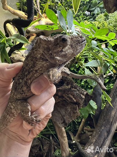 Хамелиолис