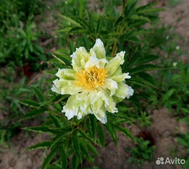 Продам пионы