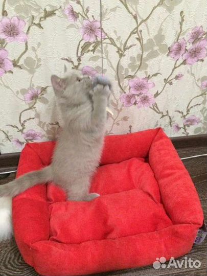 Лежанка для кота/собаки