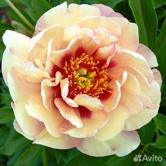 Корни пионов оптом. Голландия