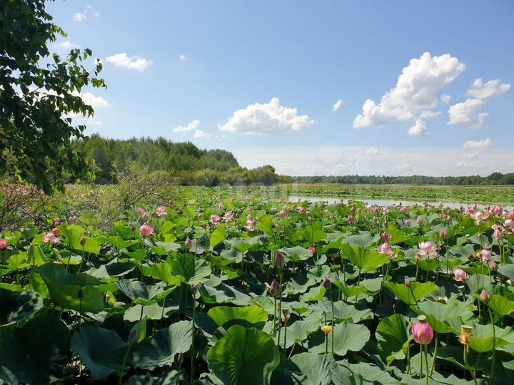 Дача 24 м² на участке 12 сот.