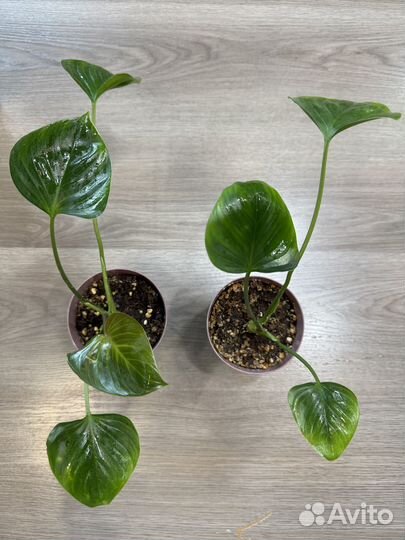 Продам комнатные растения