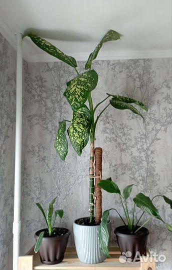 Диффенбахия