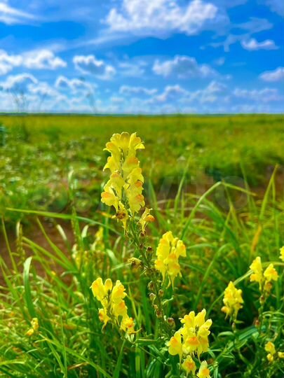 Участок 6 сот. (ИЖС)