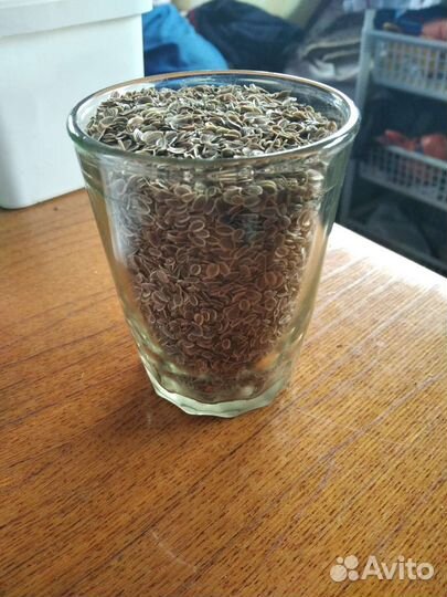 Семя укропа