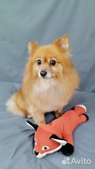 Уход за внешностью Вашего питомца (Груминг)