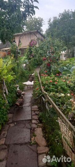 Утки мускусные (индоутки)семьи