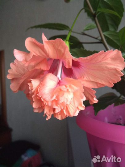 Гибискусы 3 вида Обновила