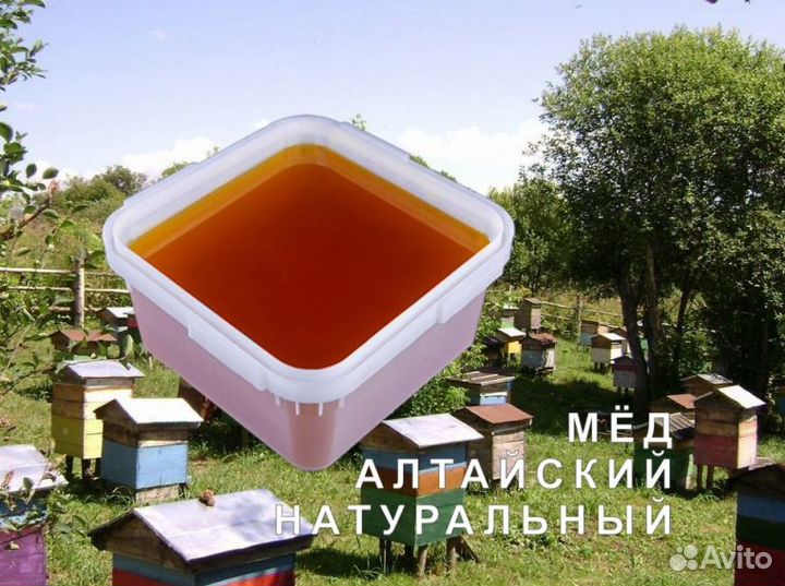Мед натуральный с Алтая опт